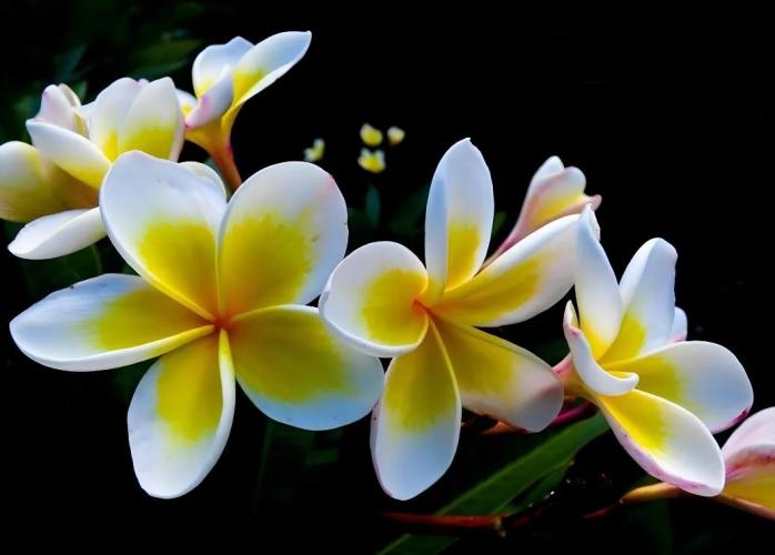 雞蛋花與新生象徵