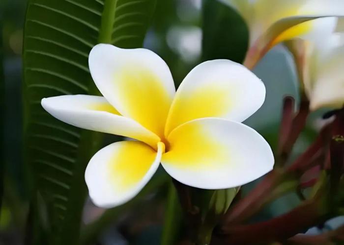 雞蛋花結構示意圖