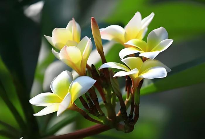 寺廟中的雞蛋花