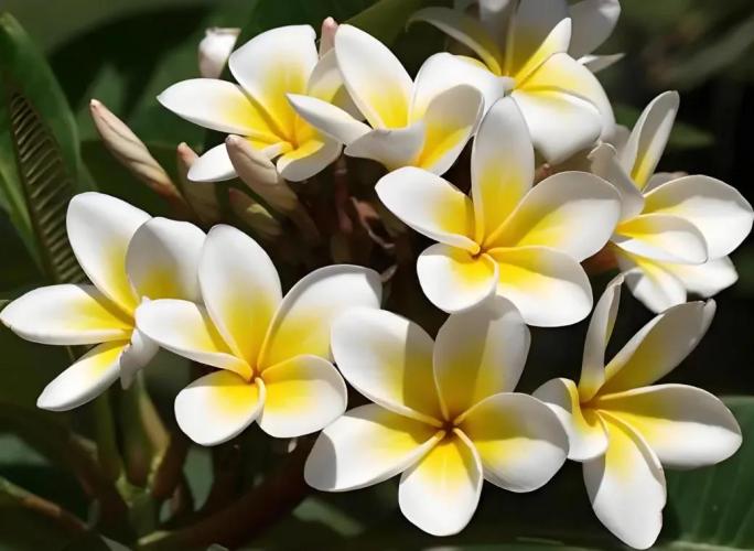 雞蛋花婚禮裝飾