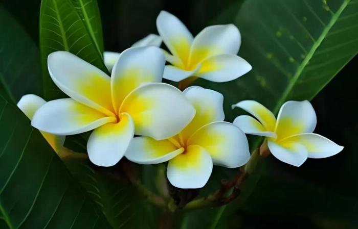 白色雞蛋花特寫