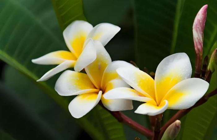 雞蛋花生長環境